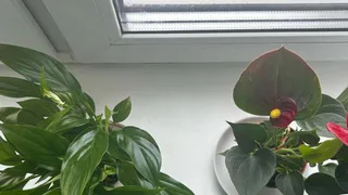 Цветы-вампиры: 10 ядовитых растений, которые запрещено держать в квартире