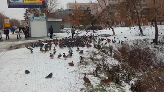 Народное фото: в Дашках кормят уток и бросают мусор в пруд