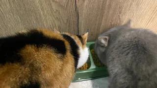 Вы кормите кота в неправильное время: эти приемы пищи губят вашего питомца - запомните на всю жизнь