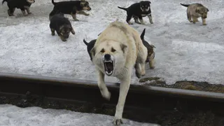  Ну в чем они виноваты? Зоощитники Нижнекамска призывают пожалеть бездомных собак