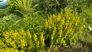 "Смысл так мучиться, убери леску с триммера": сосед с дачи подсказал, как без проблем косить траву и экономить на леске