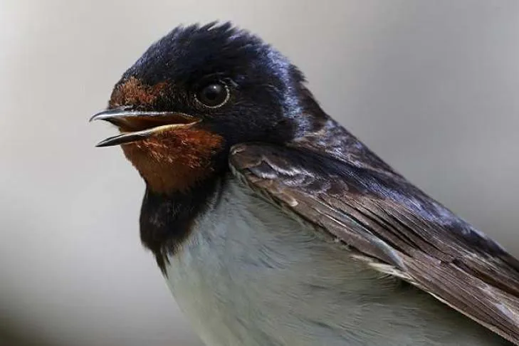 Приметы и запреты на 6 марта: ласточка с весною замуж позовет