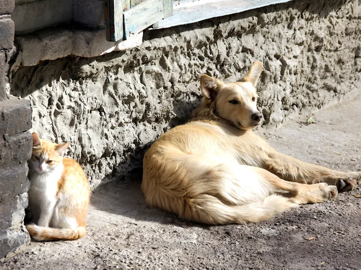 Штрафы за кормление бродячих собак и нарушение правил выгула: что готовят депутаты