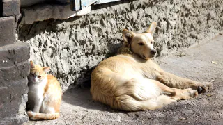 Штрафы за кормление бродячих собак и нарушение правил выгула: что готовят депутаты