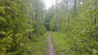 В Рязанской области продлили предупреждение из-за высокой угрозы лесных пожаров