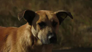 Заразился пес: в Михайлове объявили карантин по бешенству