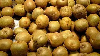 Выращивание киви на даче: секреты получения сладких плодов в вашем саду