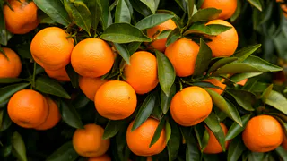 Лучше они сгниют на дереве - владелец сада мандарин в Абхазии поделился, почему качественные плоды не доезжают в Россию.
