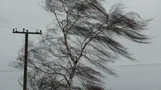 В Рязани зафиксированы сильные ветра