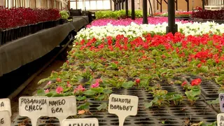 В Рязани на клумбах высадят более 430 тыс. цветов в 2024 году