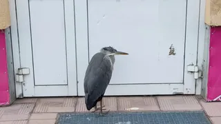 У торгового центра в Муроме заметили цаплю