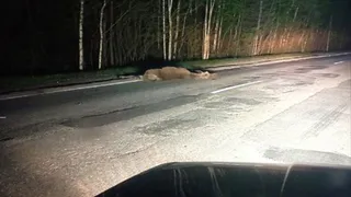 В Касимовском районе водитель сбил лося