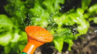 Всю жизнь поливала томаты неправильно: 6 простых правил для двойного урожая - запомните раз и навсегда 