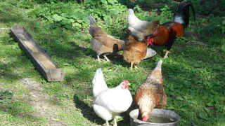 Под Рязанью неизвестный зверь задрал десятки кроликов и кур