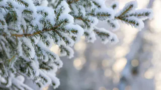 «Посади лес»