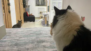 Как кошки выбирают, с кем спать из хозяев и что влияет на их выбор