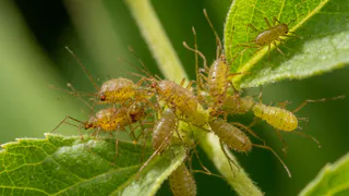 Метод Мичурина, который обожают в США: как избавиться от тли за один день