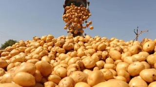 Брянск на два дня хотят превратить в картофельную столицу мира