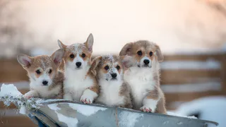 Пушистый забег и конкурс костюмов: жителей Владимира приглашают на новогоднюю корги-вечеринку