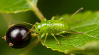 Брызгаем на смородину — все лето от тли нападок не знаем: вырастает гора крупных сладких ягод