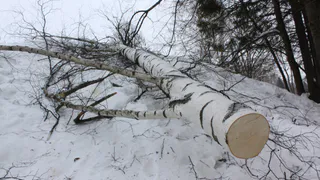 В Пензе пенсионер может попасть за решетку за спиленную березу