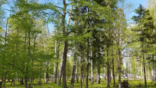 Правительство: Рязанская область присоединилась к акции "Сохраним лес"