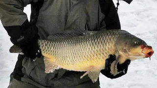 10 килограмм: на Оке мужчина поймал огромного сазана