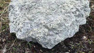 Геологи Коми заглянули вглубь веков: первые находки полевого сезона впечатляют