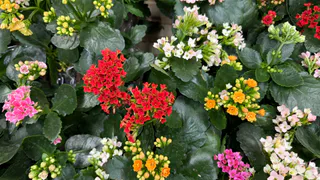 В Рязани обсудили сохранение редких видов растений