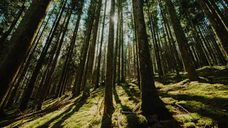 В Судогде с лесничего взыскан ущерб за незаконную рубку деревьев