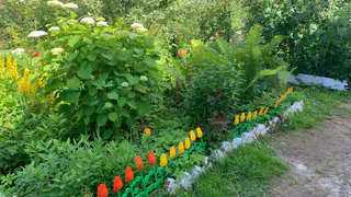 2 обработки — и тля полностью уничтожена: простой раствор для ленивых избавит от вредителя