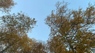 В городской администрации поделились инициативами и планами по озеленению Магнитогорска