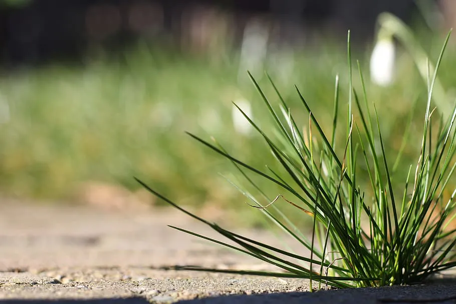 Прыскаю на садовые дорожки и сорняки исчезают: за 1 день засыхают даже пырей и молочай