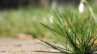 Прыскаю на садовые дорожки и сорняки исчезают: за 1 день засыхают даже пырей и молочай