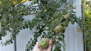Что делают финны и шведы с излишками яблок и груш, и как на них зарабатывают: а русские и не догадываются