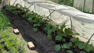 Всего 2 стакана раствора — и огурцы будут давать плоды до глубокой осени