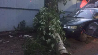Ураган в Рязани. В районе ул.Октябрьский городок дерево упало на машину