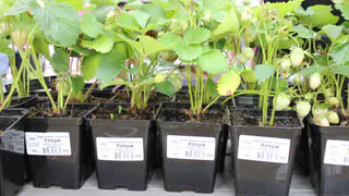 Рассада только и мечтает об этом после пикировки: 5 капель на 1 литр - и корни станут мощными, а стебли - сильными