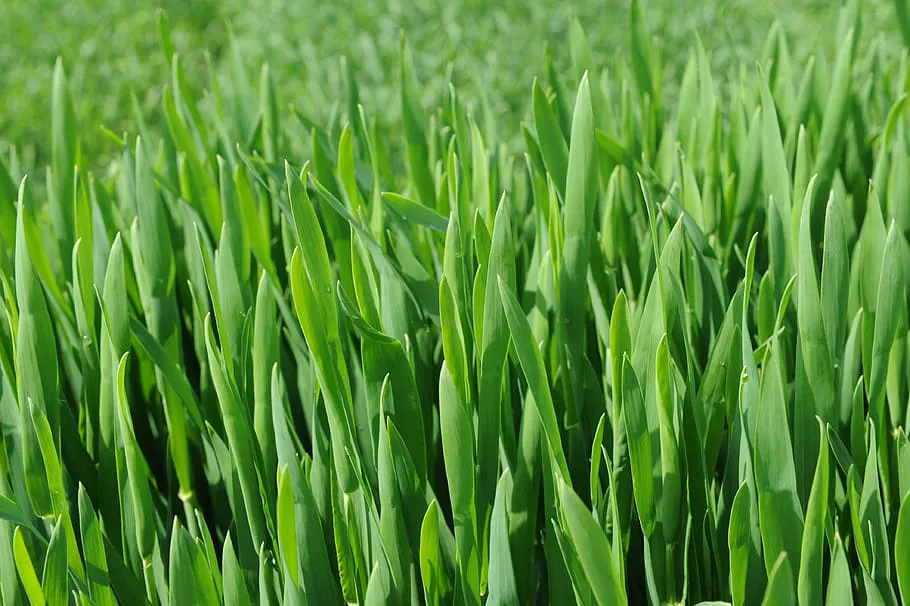 Три ключевых шага к успешному выращиванию перцев: советы агронома