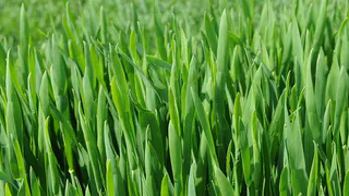 Три ключевых шага к успешному выращиванию перцев: советы агронома