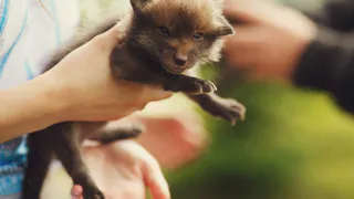 Контактный зоопарк в Магнитогорске под угрозой закрытия: бизнесмен нарушил пять законов, рискуя здоровьем животных