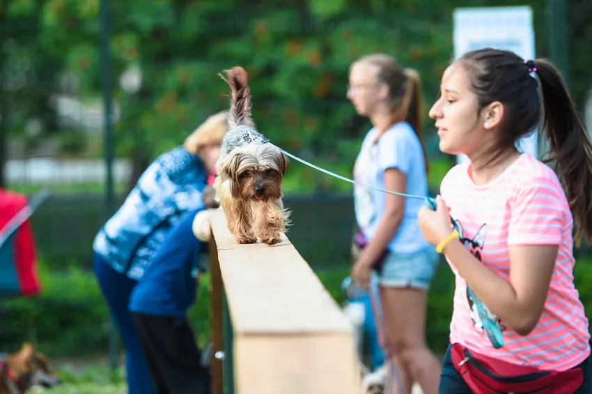 В Нижнекамске открыли площадку для дрессировки собак