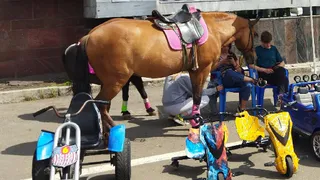 Знаменитый конезавод под Рязанью готовится к худшему