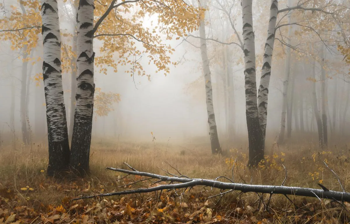 Экстренное предупреждение: на территории Татарстана ожидается сильный туман