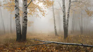 Экстренное предупреждение: на территории Татарстана ожидается сильный туман