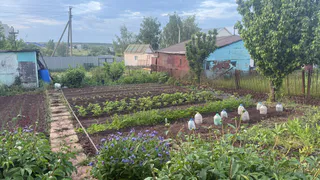 Проверил, реально ли пачка овсянки заменяет 25 кг навоза: почва и урожай после эксперимента стали совсем другими