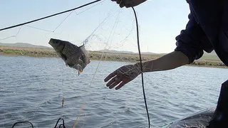 В Коми рыбак получил штраф за незаконную добычу 167 ряпушек