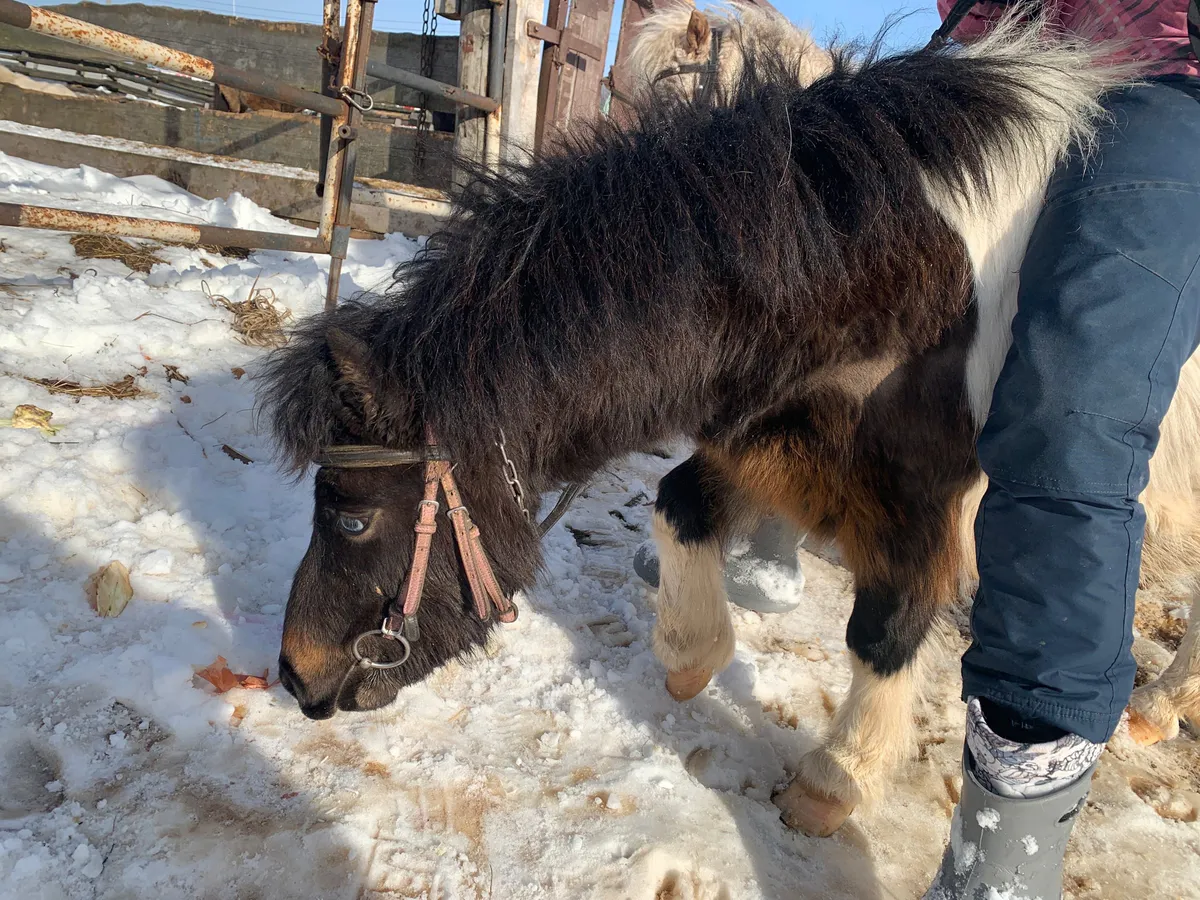 Десять спасателей вытянули лошадь из-подо льда под Челябинском