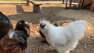 Развитие сельского хозяйства в Чувашской Республике: новые субсидии появились для аграриев региона