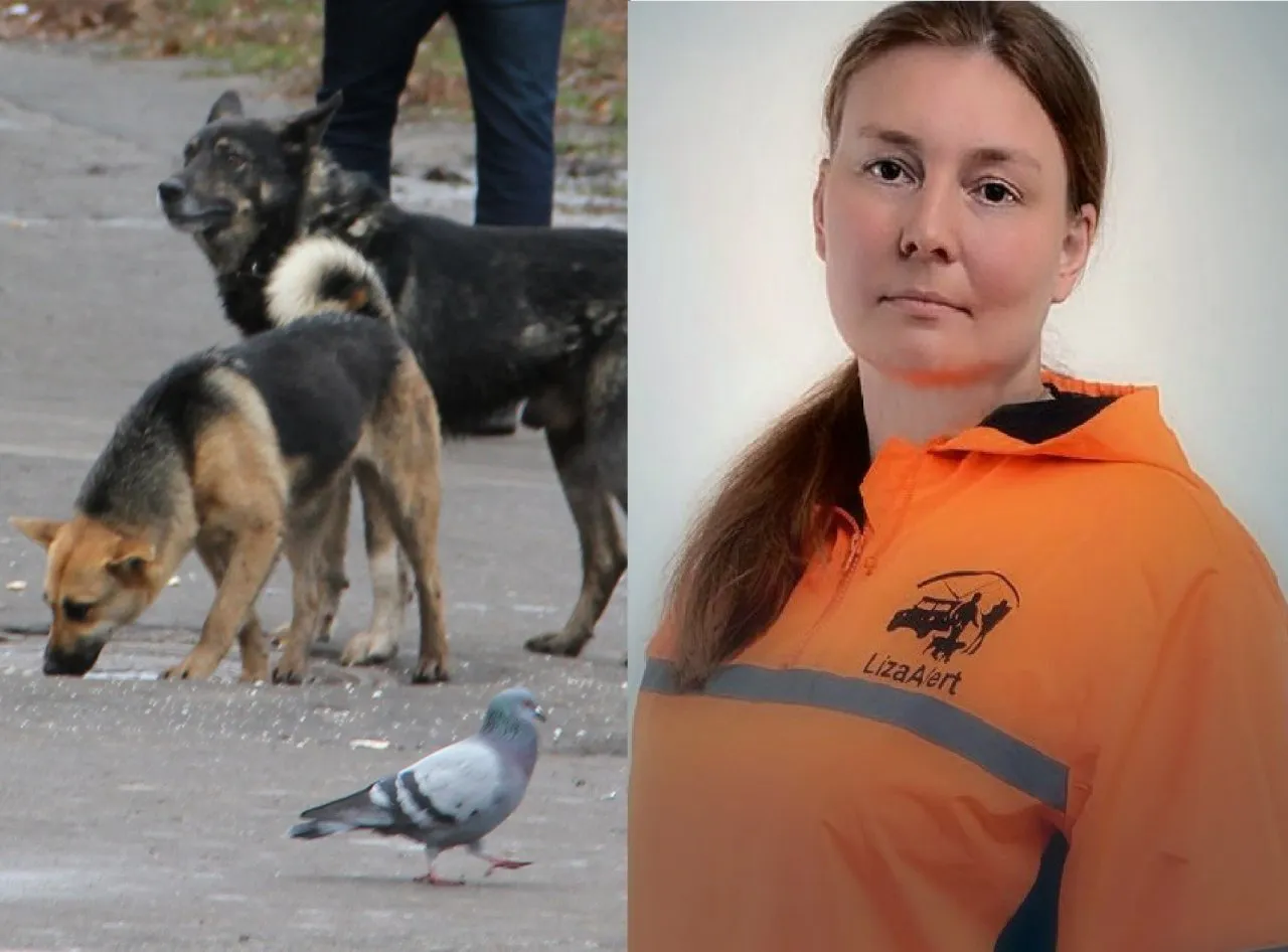 Спокойно отходить от стаи: кинолог рассказала, как избежать нападения бездомных собак